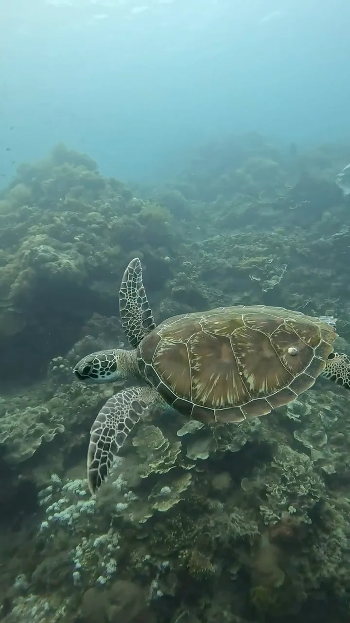 A sea turtle swimming over coral
