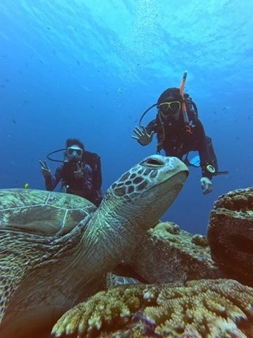 A sea turtle in the foreground with divers behind it