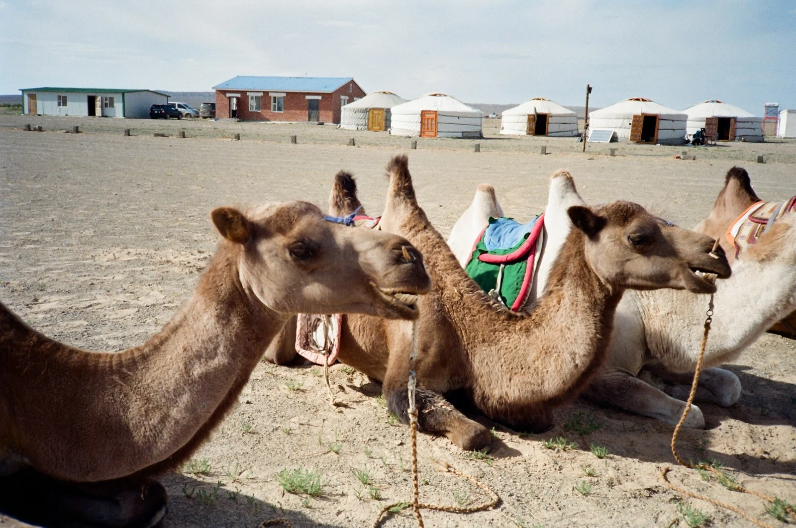 Camels beside round tents photographed on film