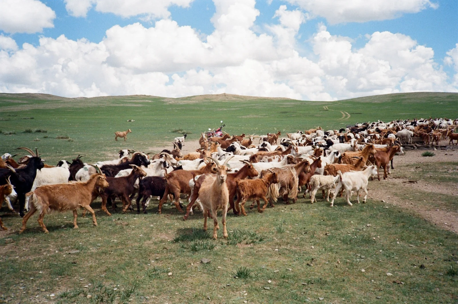 A herd crossing open grassland, photographed on film